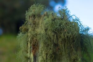 優先と劣後の出資仕組みについて知っておくべきことは？